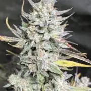 Afghani Bullet x5