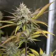 Twilight Zlush Auto x3