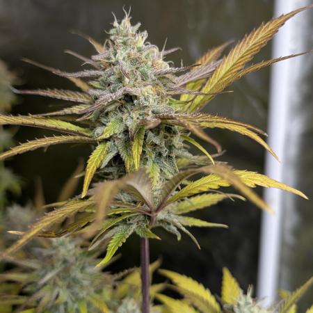 Twilight Zlush Auto x3