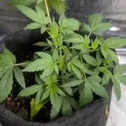 Unknown Kush