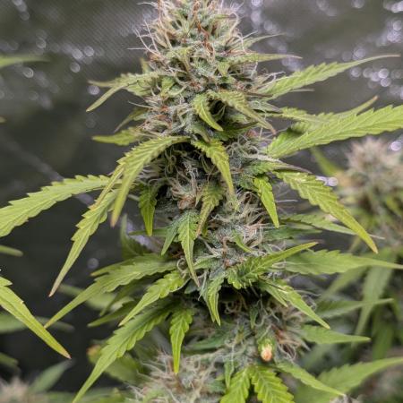 Zkittlez Auto x6