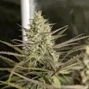 Chemical Candy Auto x3