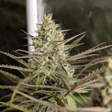 Chemical Candy Auto x3