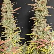Frosted Guava Auto x3