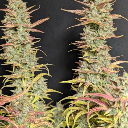 Frosted Guava Auto x3