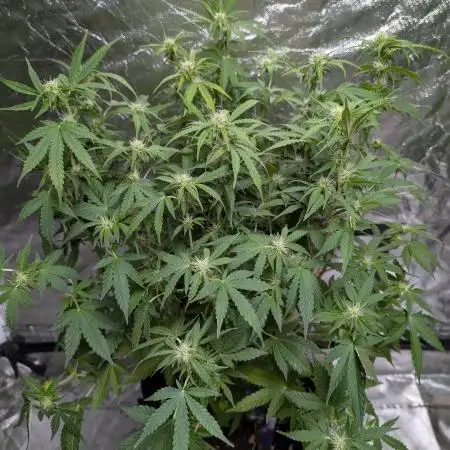 Gelato Auto x3