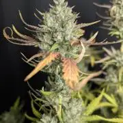Guava X Gelato 41 x4