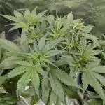 Creamzilla Auto x3