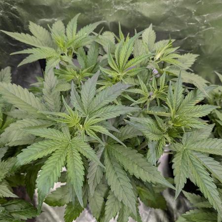 Creamzilla Auto x3