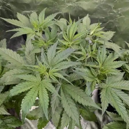Creamzilla Auto x3