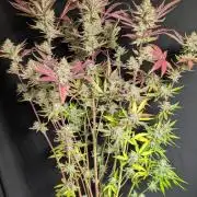 Chemical Candy Auto x3