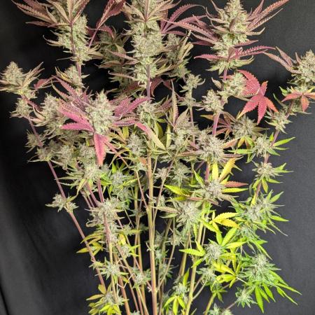 Chemical Candy Auto x3