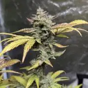 Purple Dream Auto x4