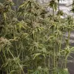 Twilight Zlush Auto x3