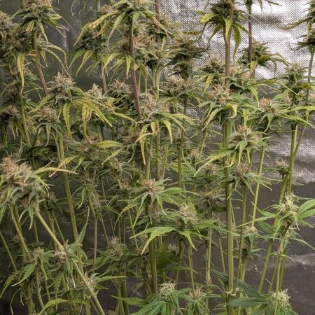 Twilight Zlush Auto x3