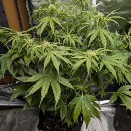 Twilight Zlush Auto x4