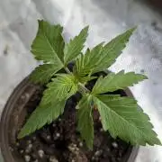 Sweet Mango Auto x4