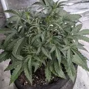 Frosted Guava Auto x3