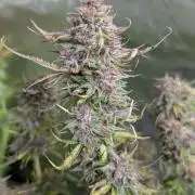 Twilight Zlush Auto x4