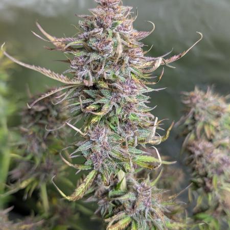 Twilight Zlush Auto x4