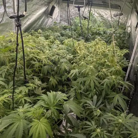 FumePop Auto x3