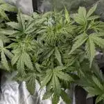 FumePop Auto x3