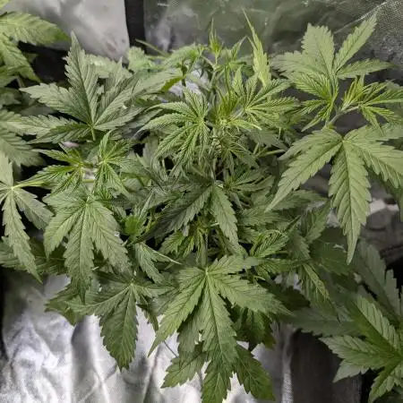 FumePop Auto x3