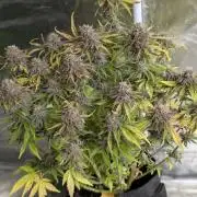 Cotton Berry Rush Auto x4