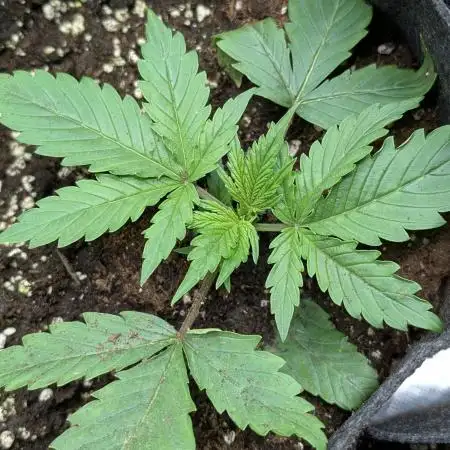 FumePop Auto x3