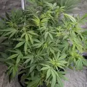 Bay Haze x5