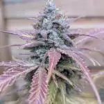 Zkittlez Auto x6