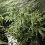FumePop Auto x4