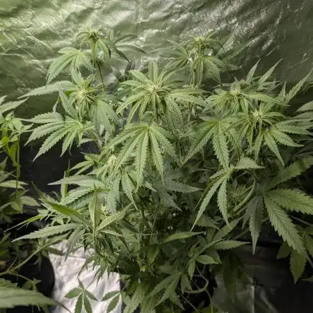 FumePop Auto x4