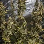 Godzilla Cookies Auto x3