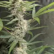 Guava X Gelato 41 x3