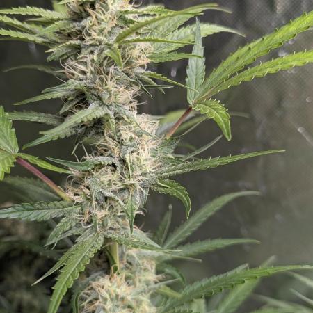 Guava X Gelato 41 x3