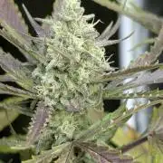 Chemical Candy Auto x3