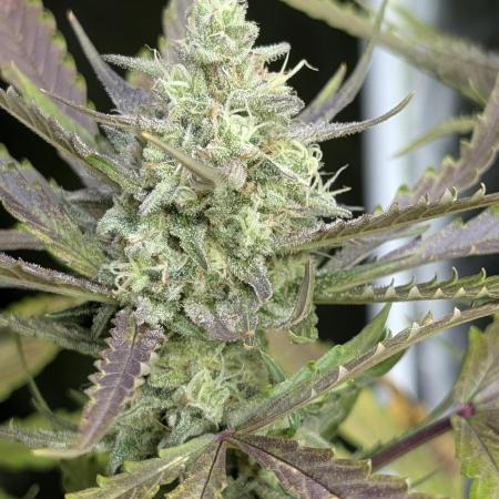 Chemical Candy Auto x3