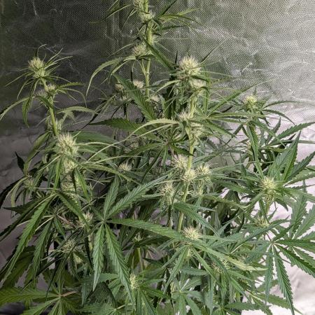 Frosted Guava Auto x3