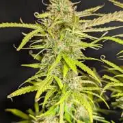 Sweet Mango Auto x4