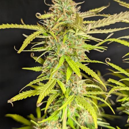 Sweet Mango Auto x4