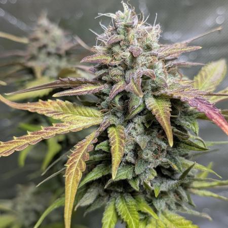 Zkittlez Auto x6