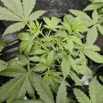 Creamzilla Auto x4