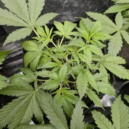 Creamzilla Auto x4