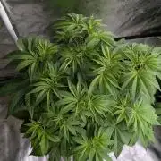 Gr-APE x5