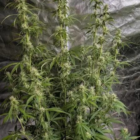 Godzilla Cookies Auto x3