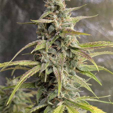 Frosted Guava Auto x3