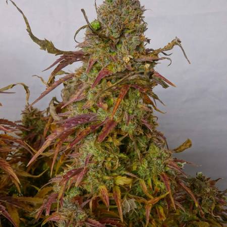 Gorilla Glue 4 Auto x7