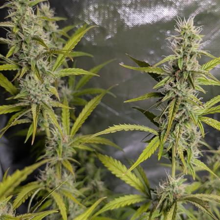 Godzilla Cookies Auto x3