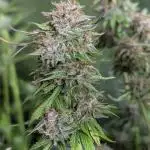 Twilight Zlush Auto x3